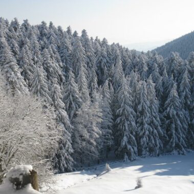 Neve Casentino